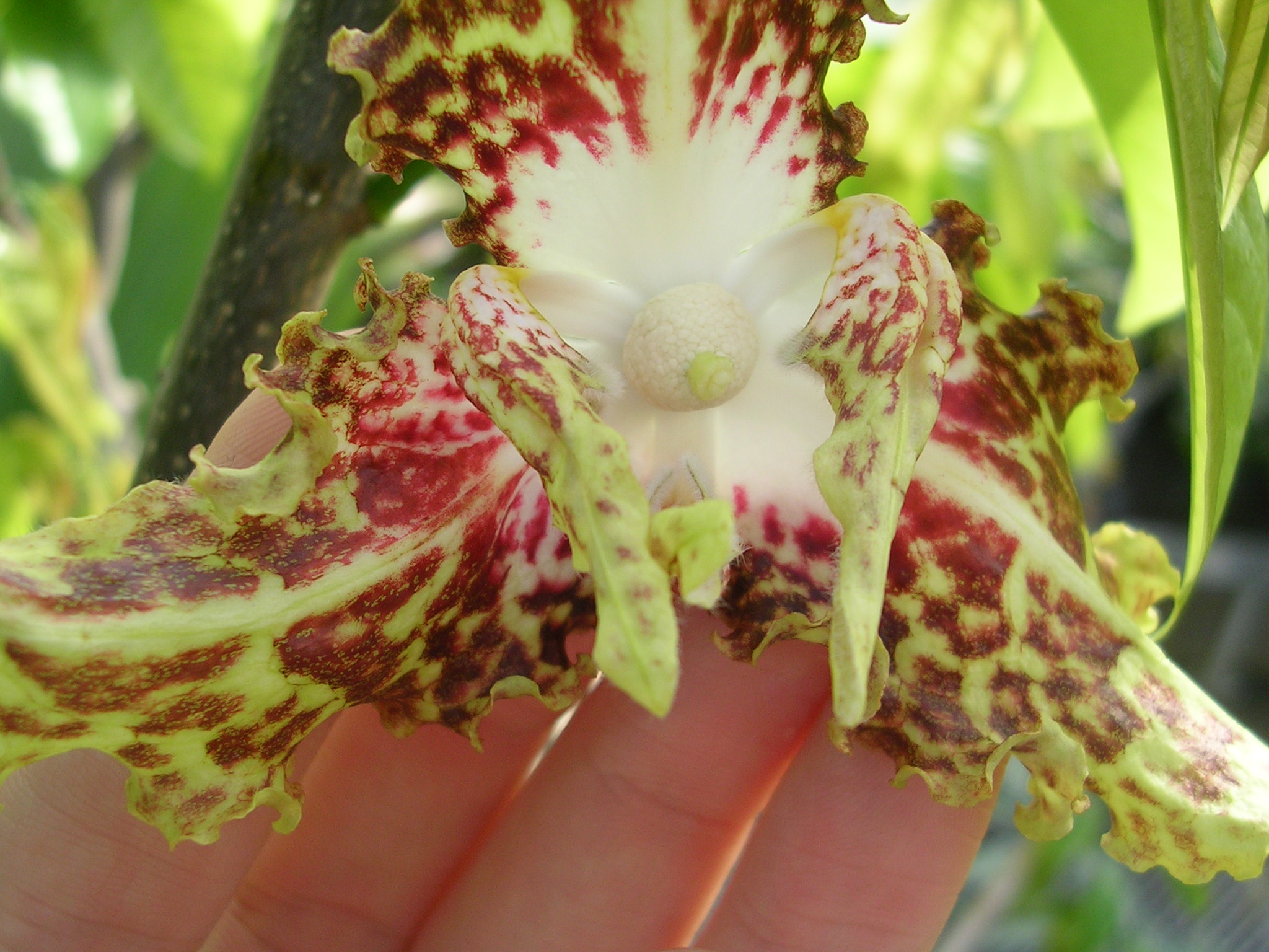 جوز کالاباش